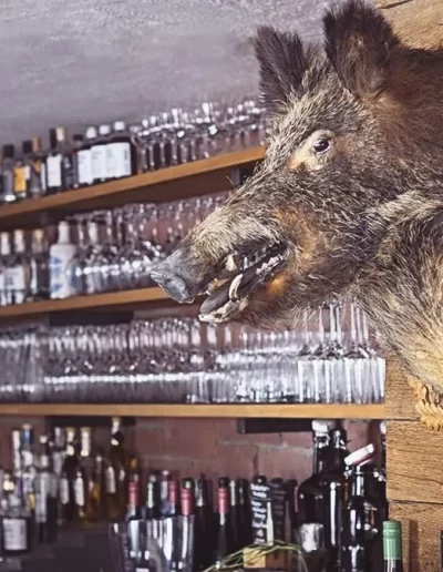 Eine urige Wildschwein Jagdtrophäe in der Bar des Wirtshaus Braustüble im Enzkreis